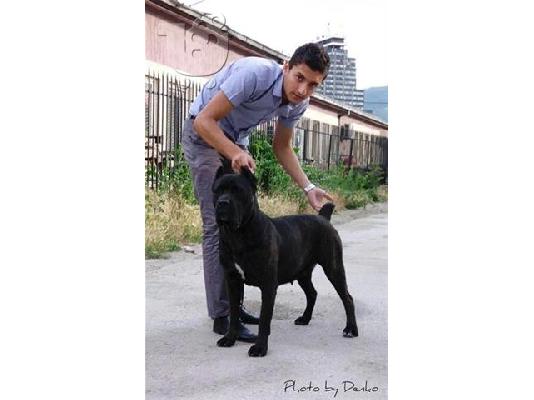Cane Corso καθαροαιμα κουταβακια 6988190151